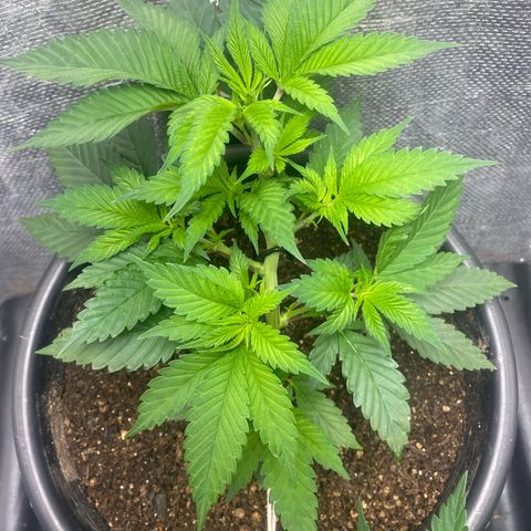 Clone#8 - Purple Kush#4 - Foto - DentistaSeeds growlog timeline photo