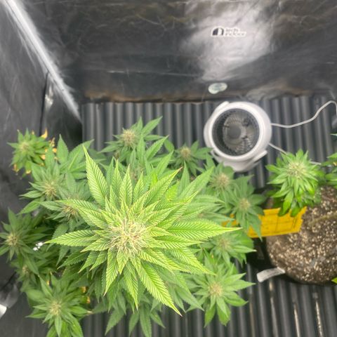 2ª - Purple Kush - Foto - DentistaSeeds growlog timeline photo