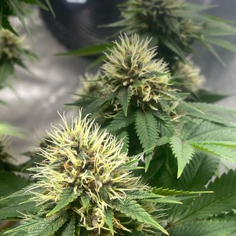 4ª - Purple Kush - Foto - DentistaSeeds  growlog timeline photo