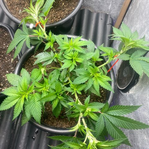 Clone#8 - Purple Kush#4 - Foto - DentistaSeeds growlog timeline photo