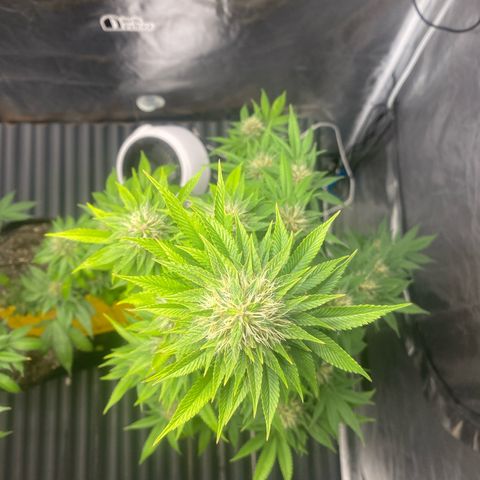 4ª - Purple Kush - Foto - DentistaSeeds  growlog timeline photo