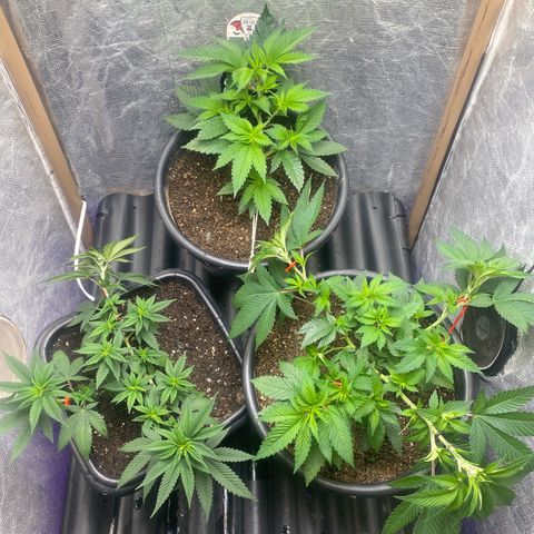 Clone#8 - Purple Kush#4 - Foto - DentistaSeeds growlog timeline photo