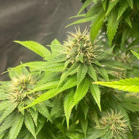 4ª - Purple Kush - Foto - DentistaSeeds  growlog timeline photo