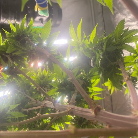 4ª - Purple Kush - Foto - DentistaSeeds  growlog timeline photo