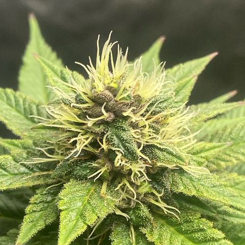 2ª - Purple Kush - Foto - DentistaSeeds growlog timeline photo