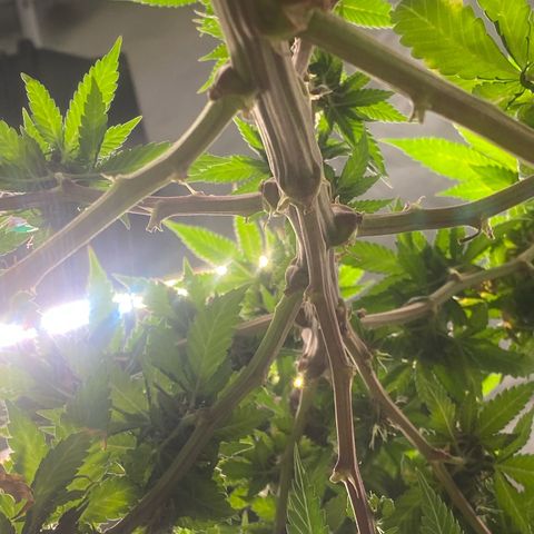 2ª - Purple Kush - Foto - DentistaSeeds growlog timeline photo