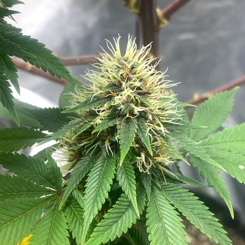 4ª - Purple Kush - Foto - DentistaSeeds  growlog timeline photo
