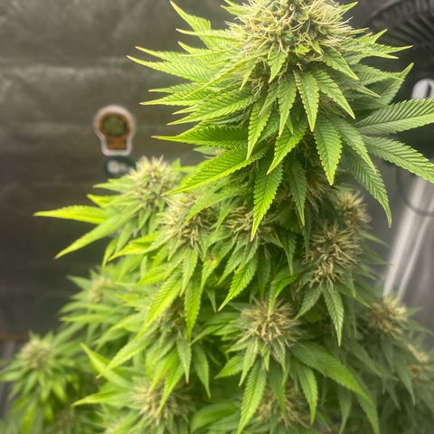 4ª - Purple Kush - Foto - DentistaSeeds  growlog timeline photo