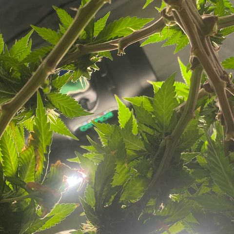 2ª - Purple Kush - Foto - DentistaSeeds growlog timeline photo