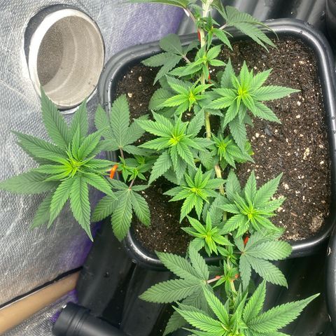 Clone#8 - Purple Kush#4 - Foto - DentistaSeeds growlog timeline photo