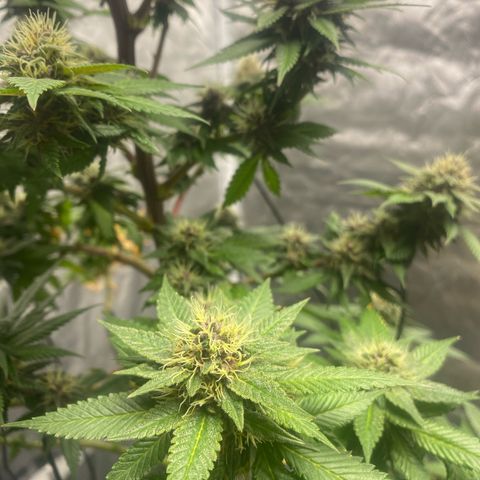 2ª - Purple Kush - Foto - DentistaSeeds growlog timeline photo