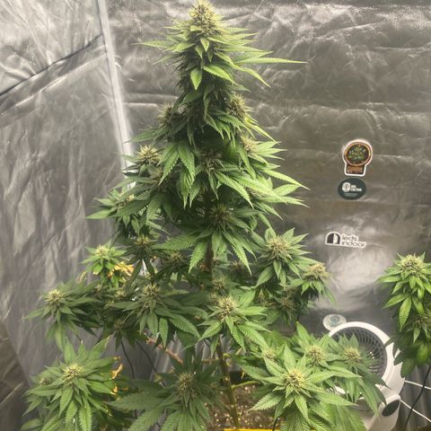 2ª - Purple Kush - Foto - DentistaSeeds growlog timeline photo