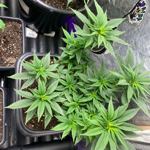 Clone#2 - Purple Kush#4 - Foto - DentistaSeeds growlog timeline photo