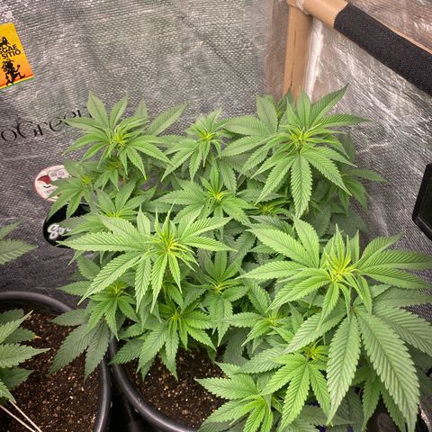 Clone#3 - Purple Kush#2 - Foto - DentistaSeeds growlog timeline photo