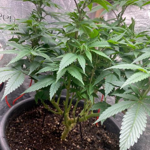 Clone#3 - Purple Kush#2 - Foto - DentistaSeeds growlog timeline photo