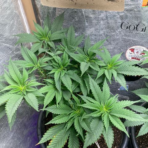 Clone#8 - Purple Kush#4 - Foto - DentistaSeeds growlog timeline photo