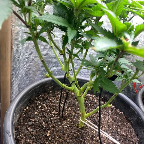 Clone#8 - Purple Kush#4 - Foto - DentistaSeeds growlog timeline photo