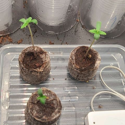 Double xl forbidden runtz auto growlog photo: Substrat vorbereitet : startrex,1l aktivator pro 15l 

