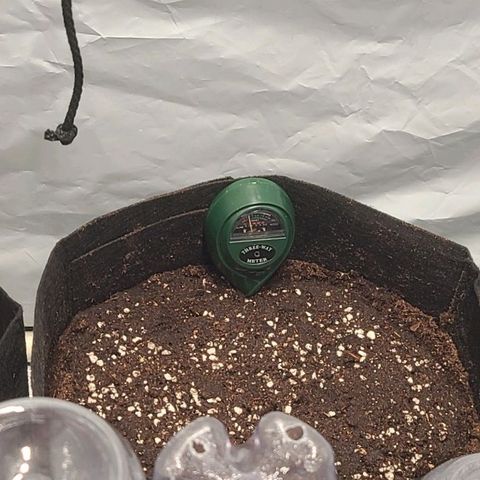 Double xl forbidden runtz auto growlog photo: Substrat vorbereitet : startrex,1l aktivator pro 15l 

