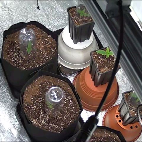 Double xl forbidden runtz auto growlog timeline photo