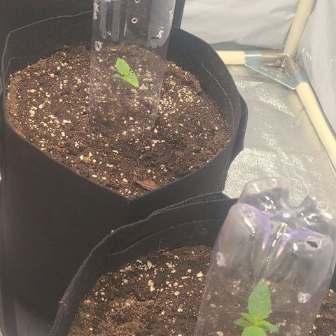 Double xl forbidden runtz auto growlog photo: Erster dünger 
