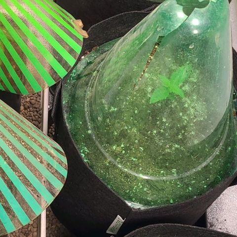 Double xl forbidden runtz auto growlog timeline photo