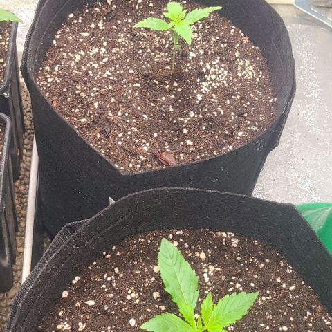 Double xl forbidden runtz auto growlog photo: Neues Wasser 
