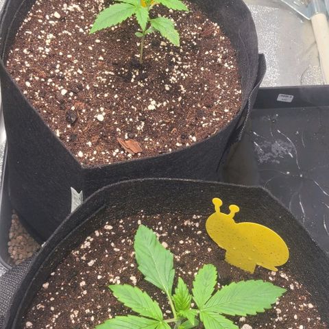 Double xl forbidden runtz auto growlog timeline photo