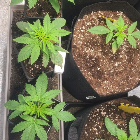 Double xl forbidden runtz auto growlog timeline photo