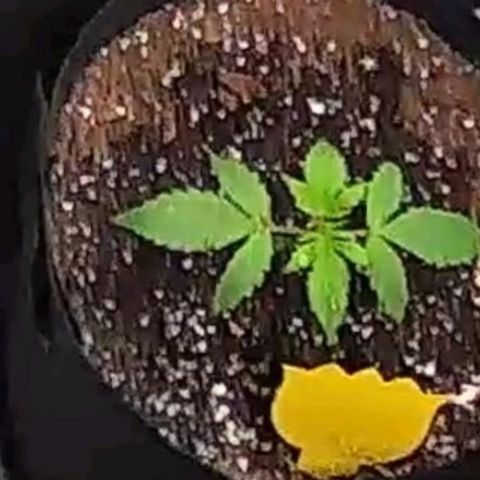 Double xl forbidden runtz auto growlog timeline photo
