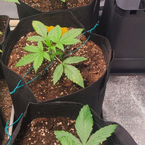Double xl forbidden runtz auto growlog timeline photo