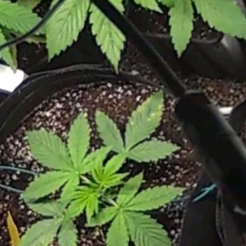 Double xl forbidden runtz auto growlog timeline photo