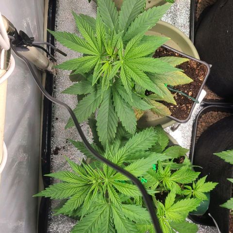 Double xl forbidden runtz auto growlog timeline photo