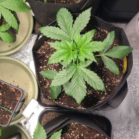 Double xl forbidden runtz auto growlog timeline photo