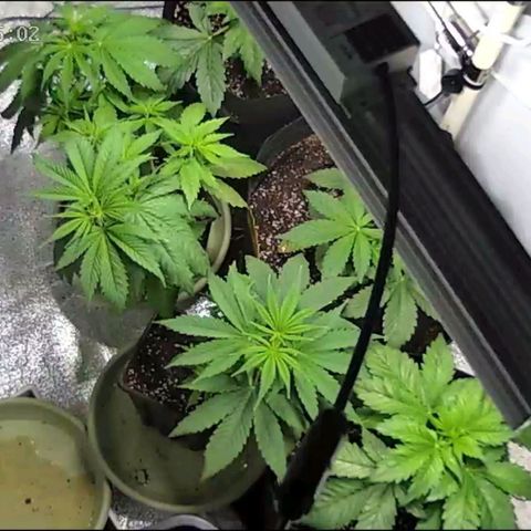 Double xl forbidden runtz auto growlog timeline photo