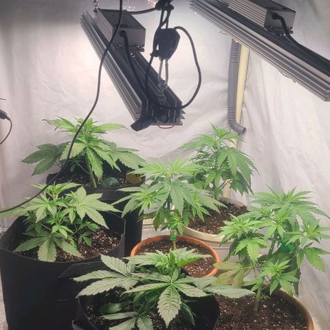 Double xl forbidden runtz auto growlog timeline photo