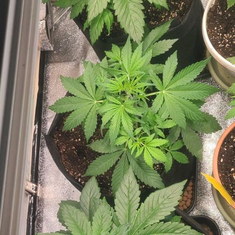 Double xl forbidden runtz auto growlog timeline photo