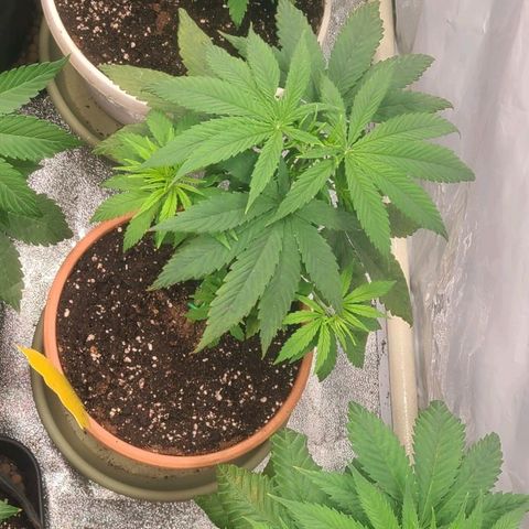Double xl forbidden runtz auto growlog timeline photo