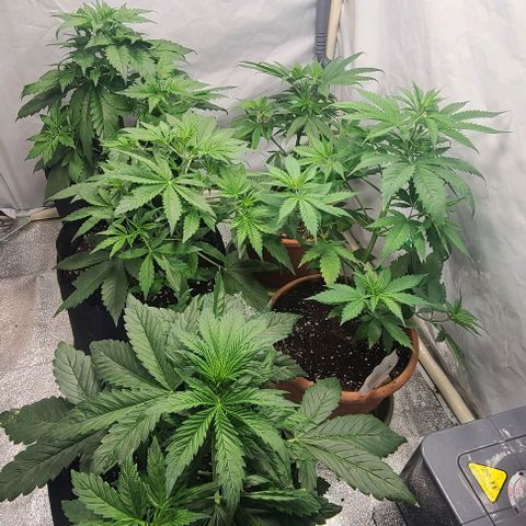 Double xl forbidden runtz auto growlog timeline photo