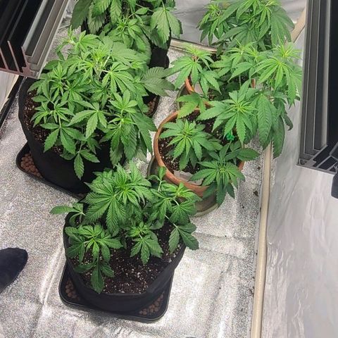 Double xl forbidden runtz auto growlog timeline photo