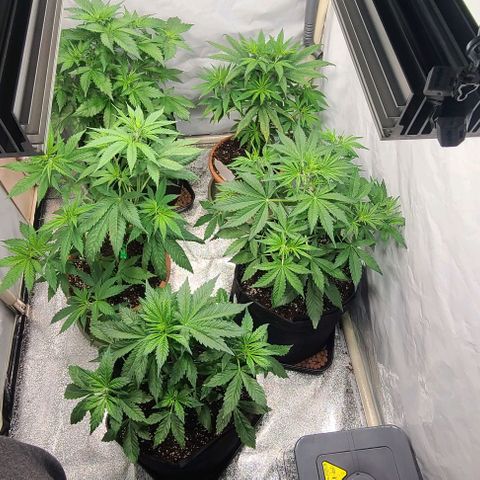 Double xl forbidden runtz auto growlog timeline photo