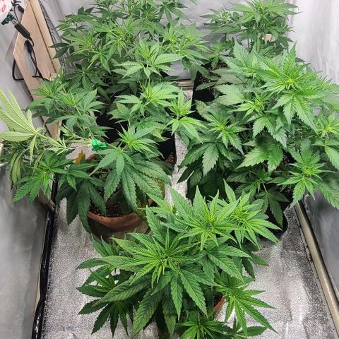 Double xl forbidden runtz auto growlog timeline photo