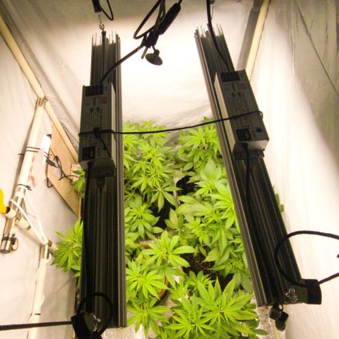 Double xl forbidden runtz auto growlog timeline photo