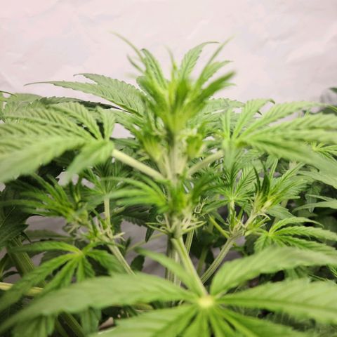 Double xl forbidden runtz auto growlog timeline photo