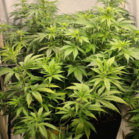 Double xl forbidden runtz auto growlog timeline photo