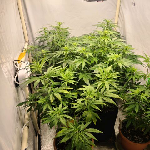 Double xl forbidden runtz auto growlog timeline photo
