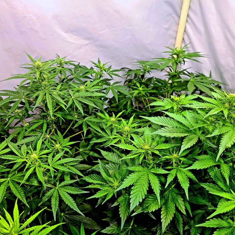 Double xl forbidden runtz auto growlog photo: Biotabs backdingens und orga zugegeben 