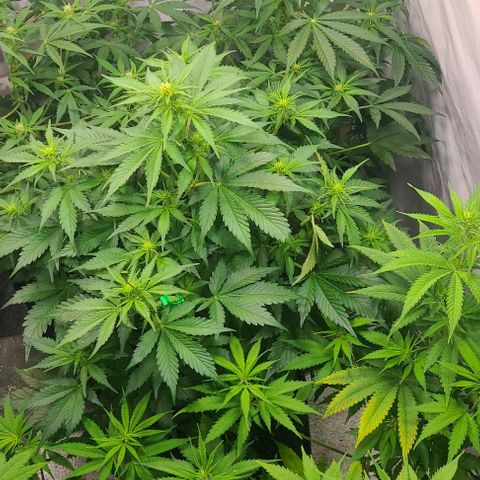 Double xl forbidden runtz auto growlog timeline photo