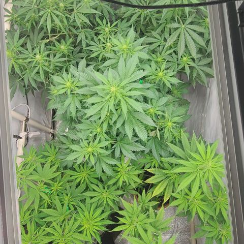 Double xl forbidden runtz auto growlog timeline photo