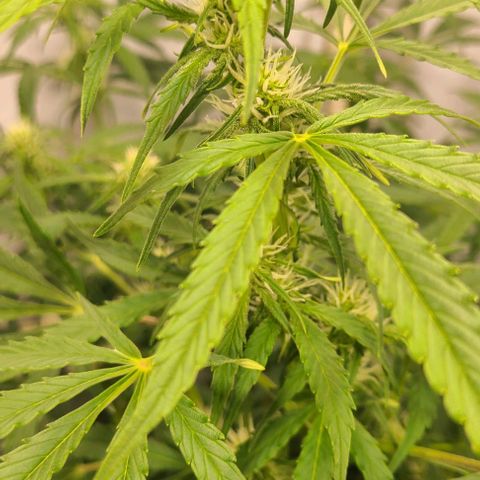 Double xl forbidden runtz auto growlog timeline photo